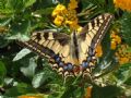 Papilio machaon